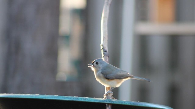 エボシガラ - ML646338540