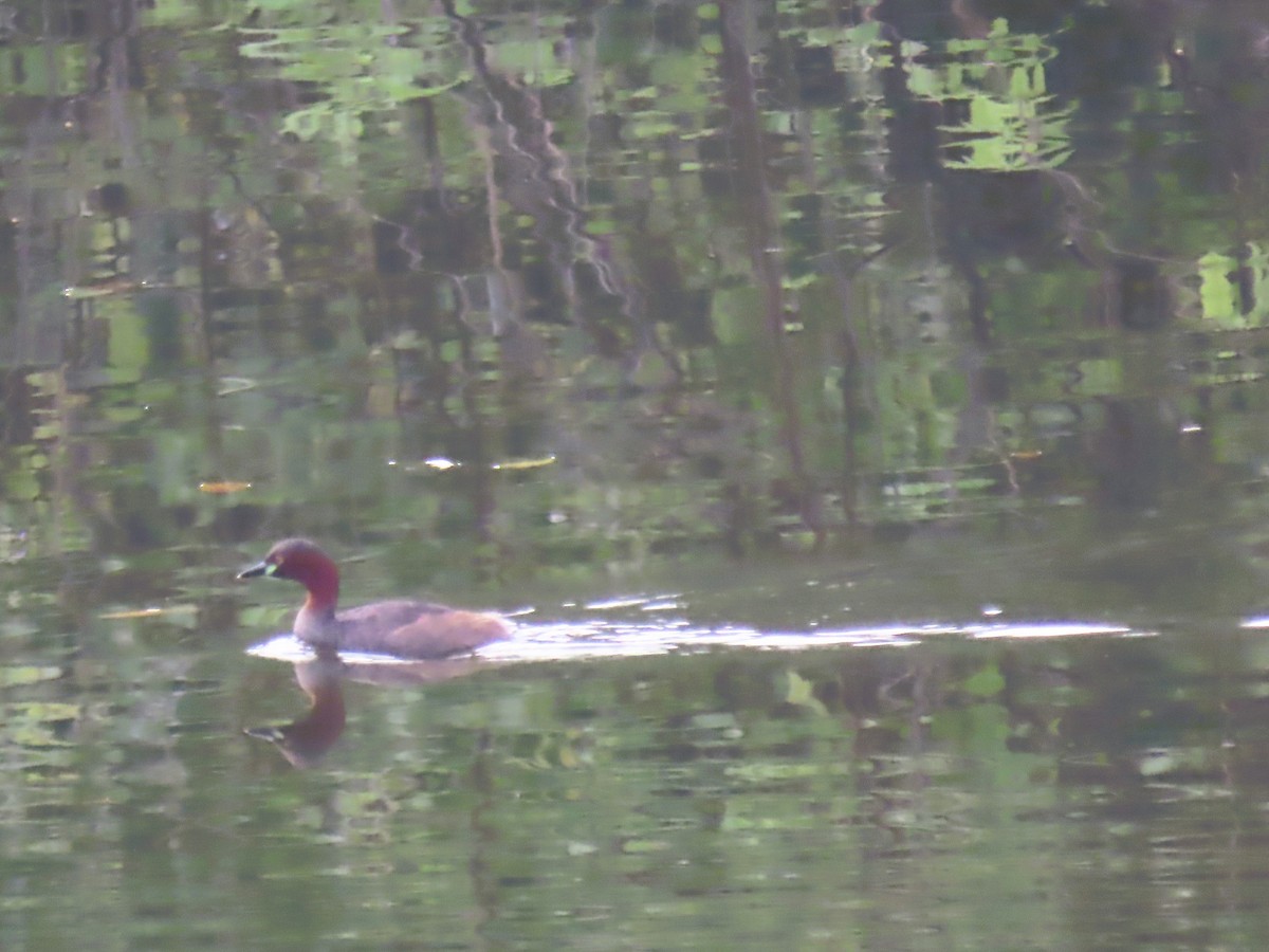 カイツブリ - ML646338541