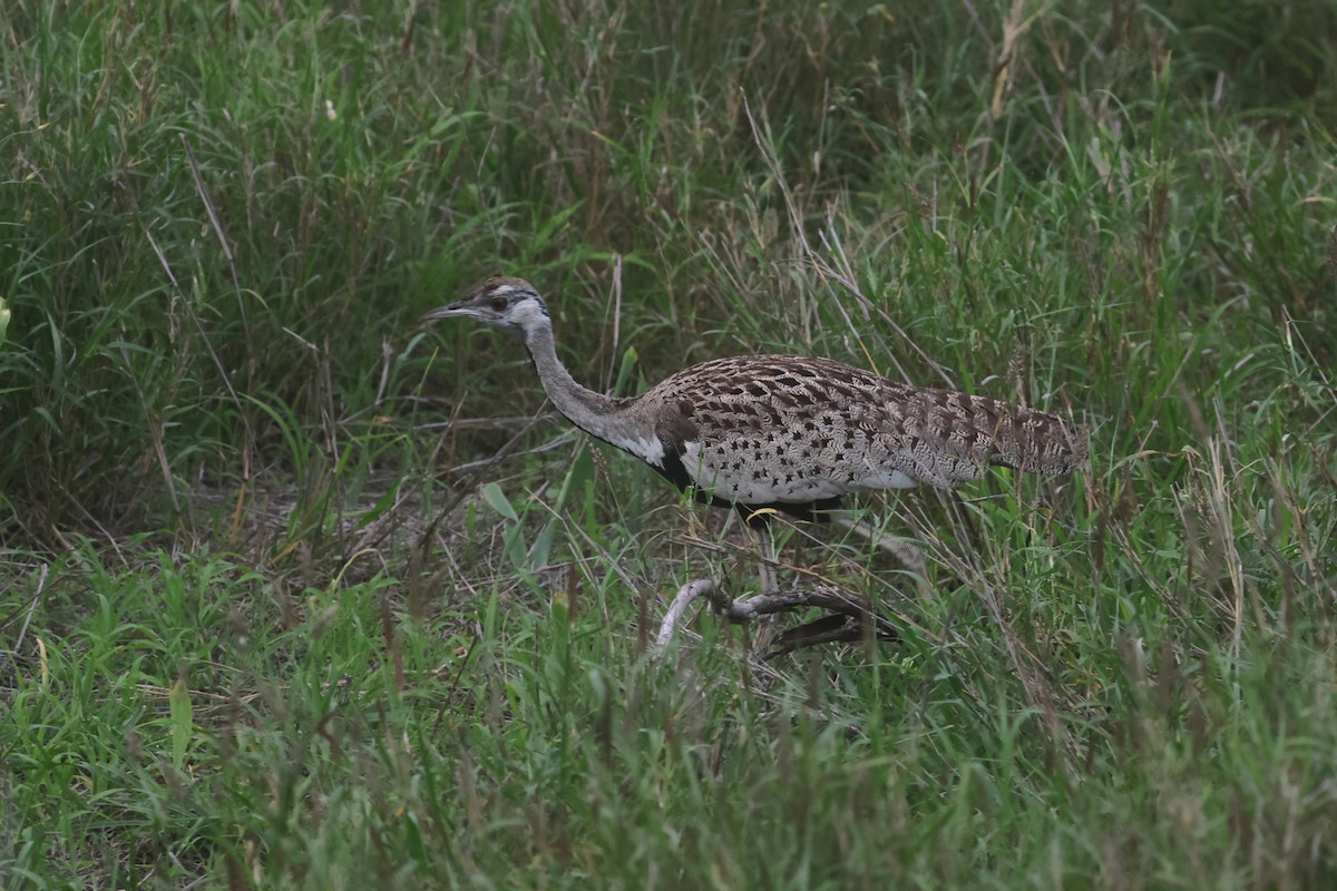クロハラチュウノガン - ML646338543