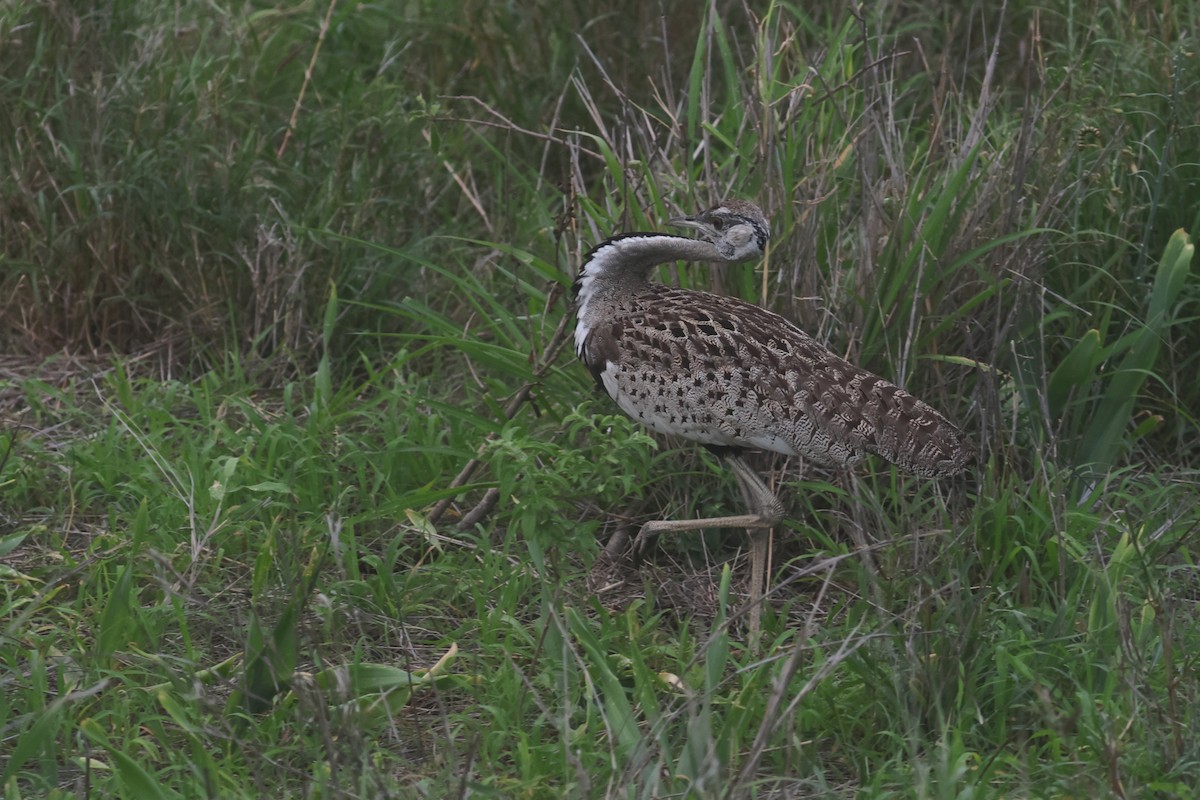 クロハラチュウノガン - ML646338544
