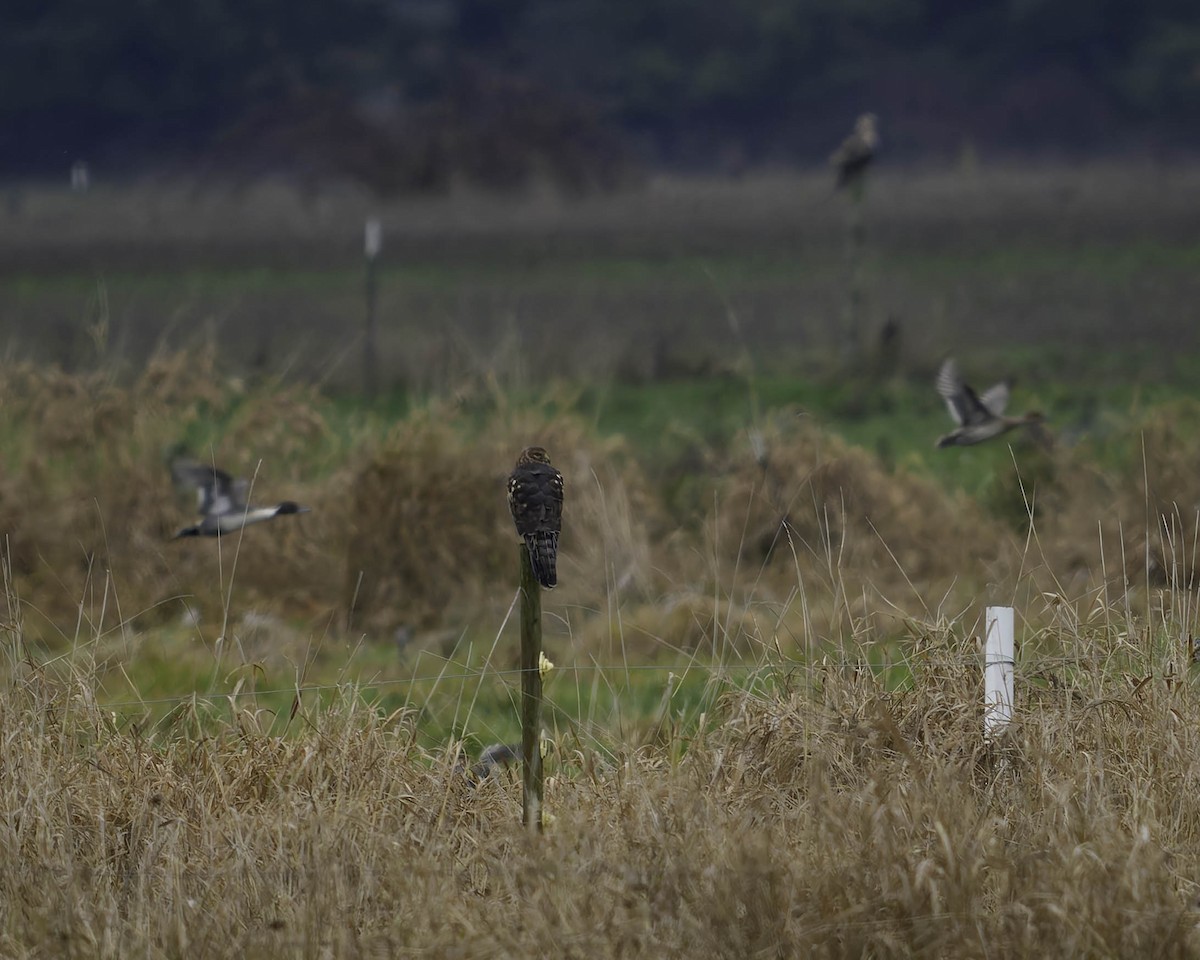 アメリカハイイロチュウヒ - ML646338545