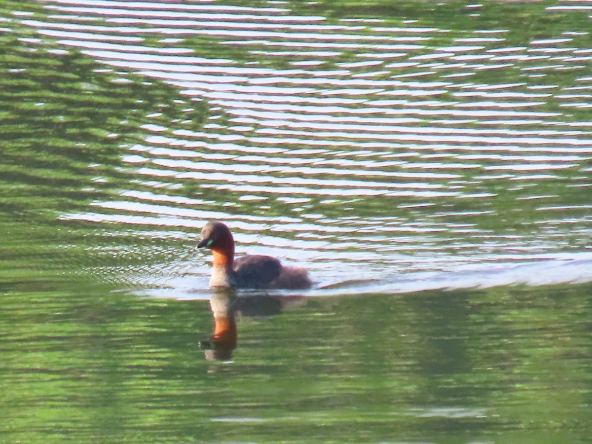 カイツブリ - ML646338546