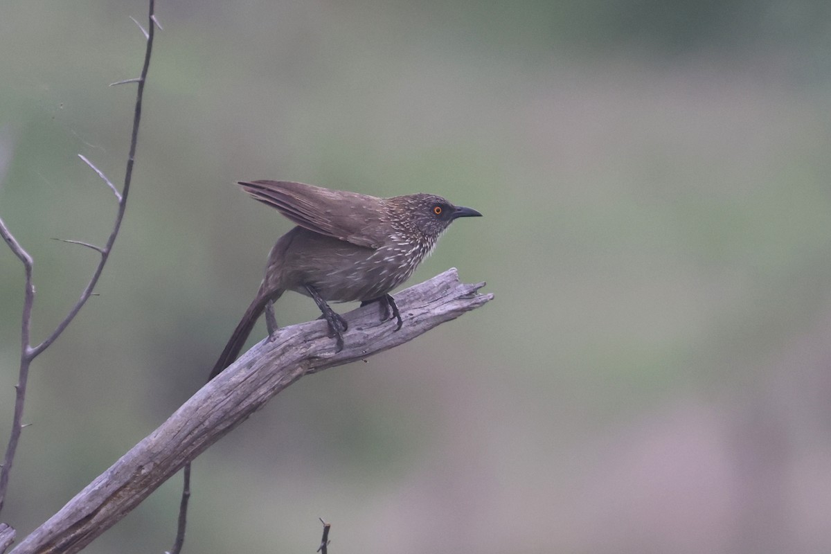 Arrow-marked Babbler - ML646338560