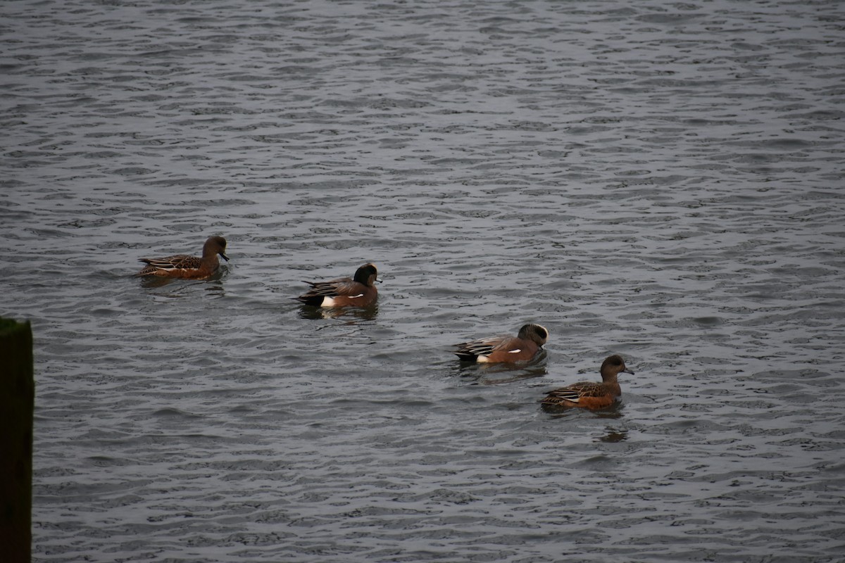 American Wigeon - ML646338561
