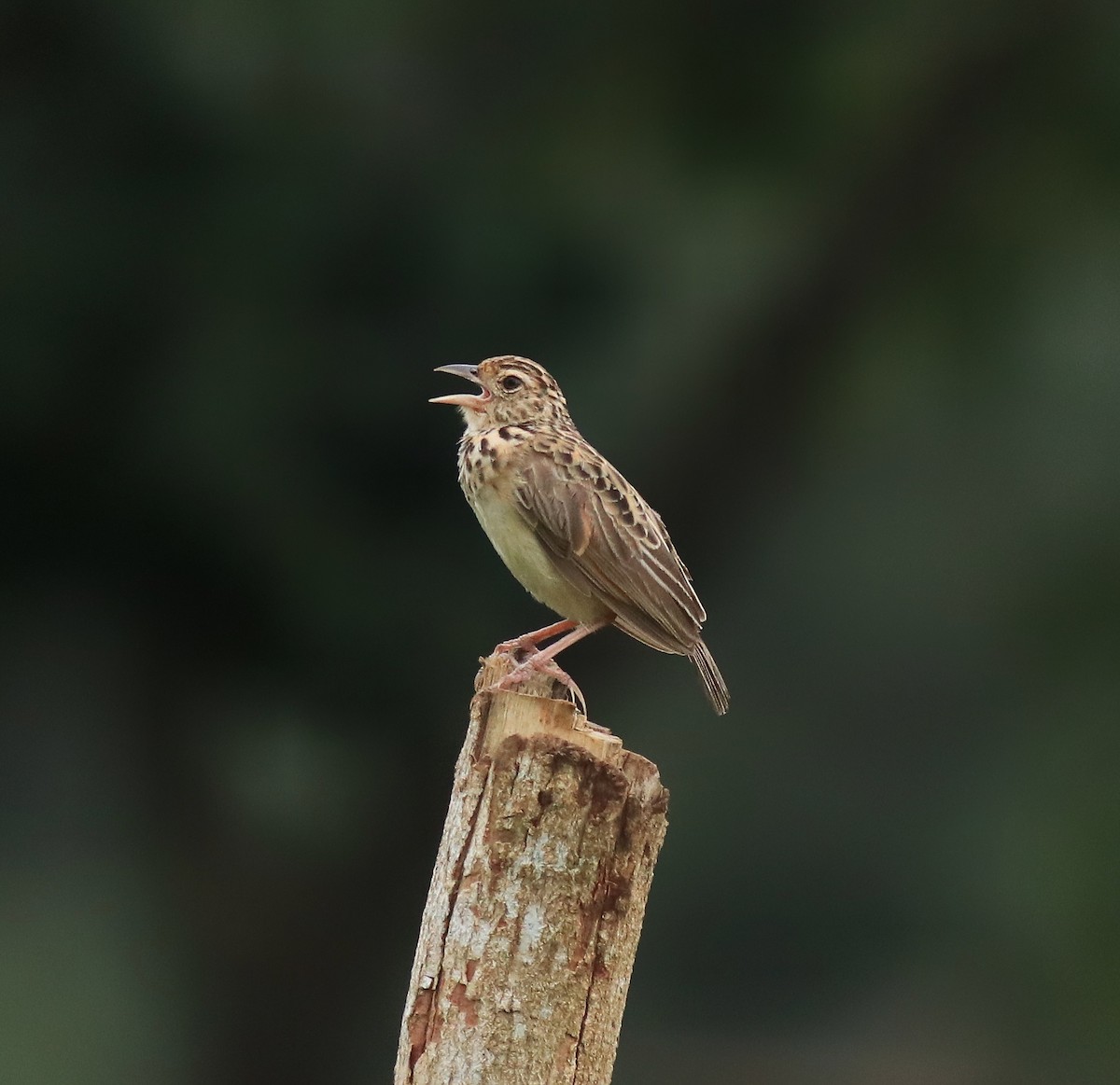 Jerdon's Bushlark - ML646338562