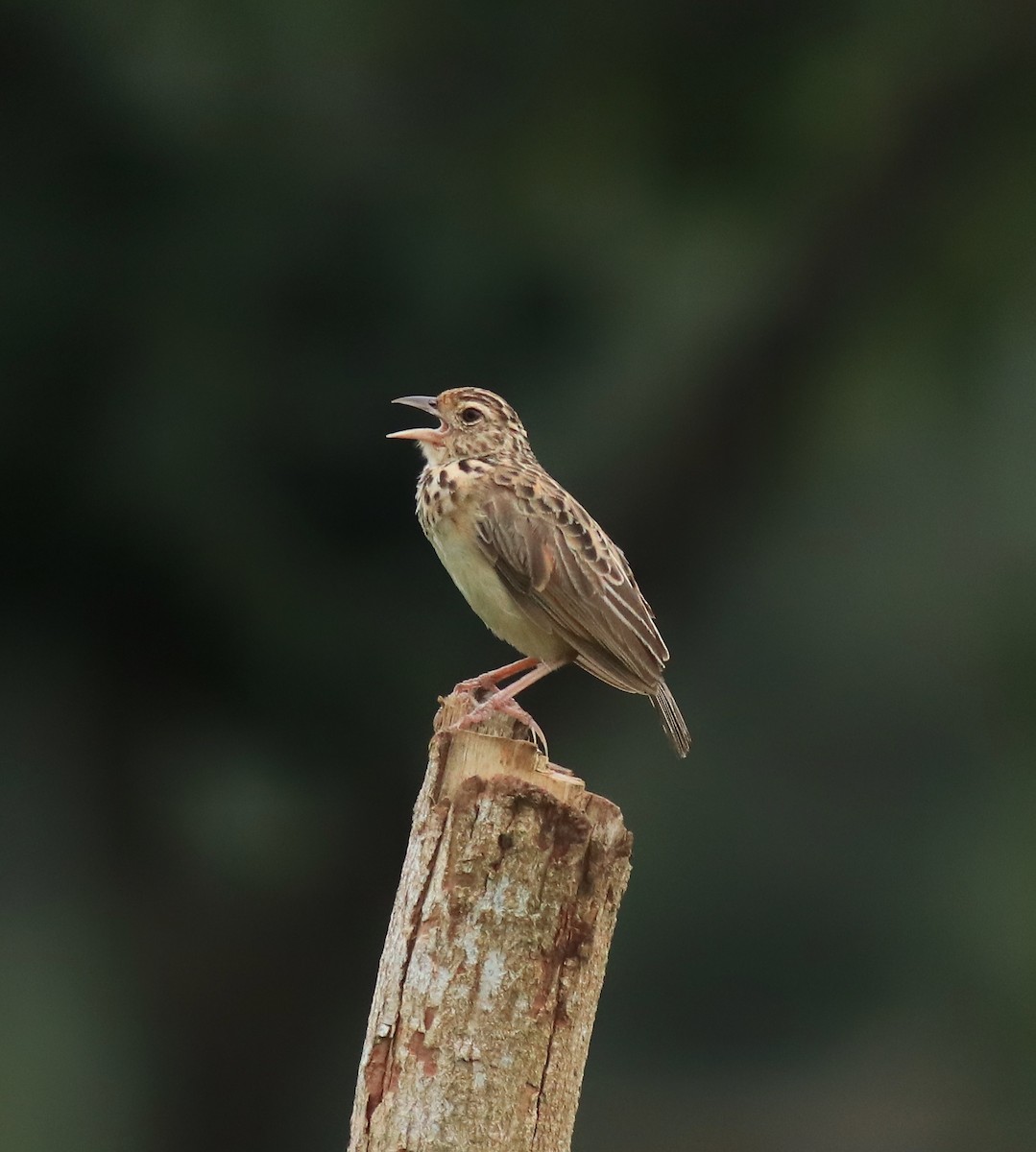 Jerdon's Bushlark - ML646338563
