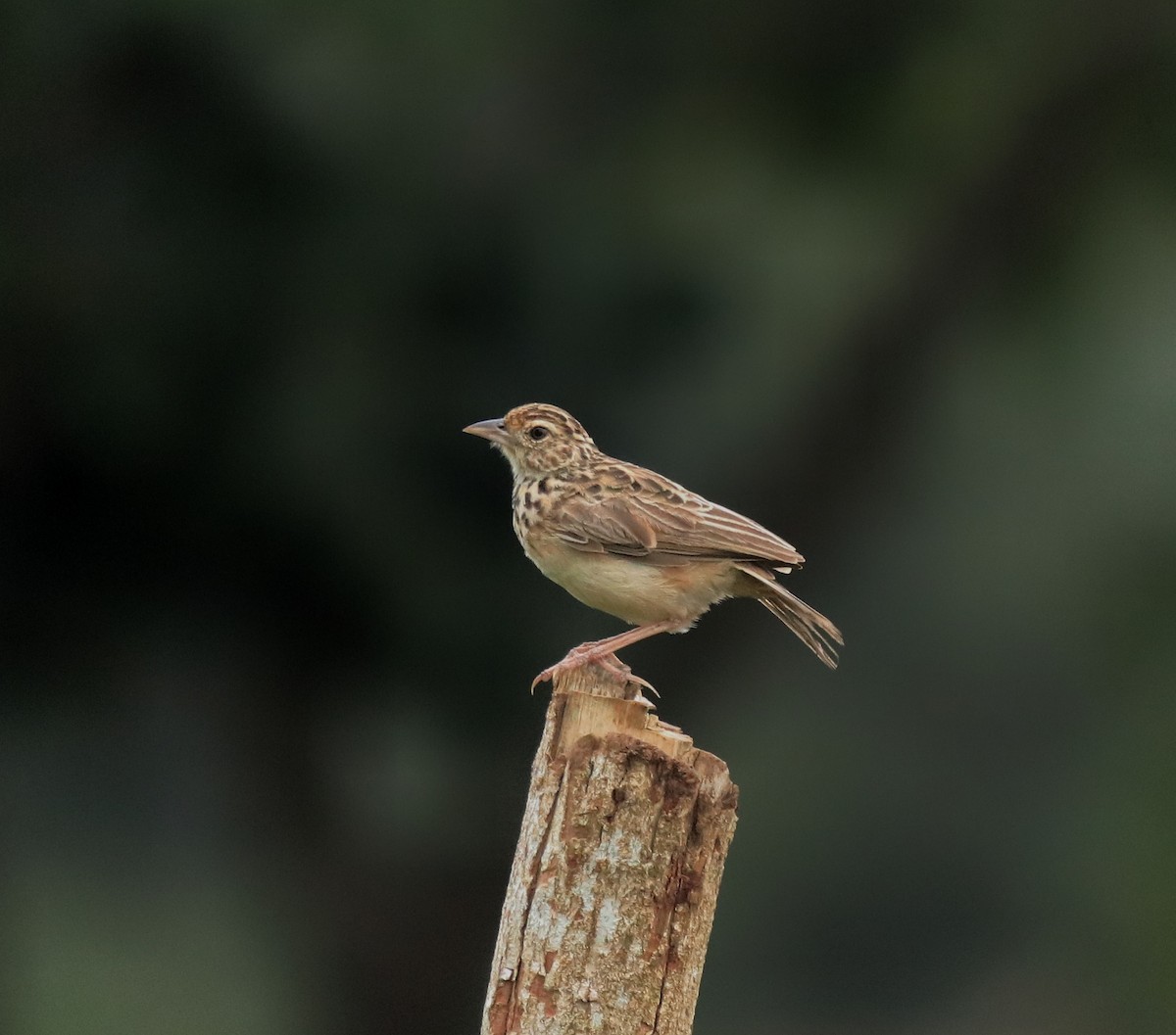 Jerdon's Bushlark - ML646338564