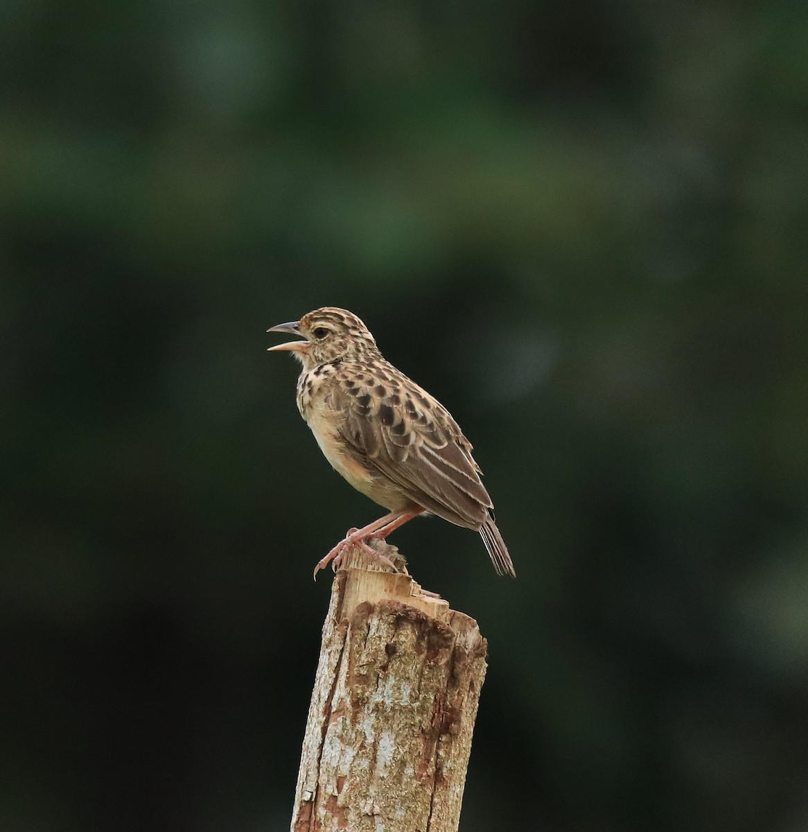 Jerdon's Bushlark - ML646338565