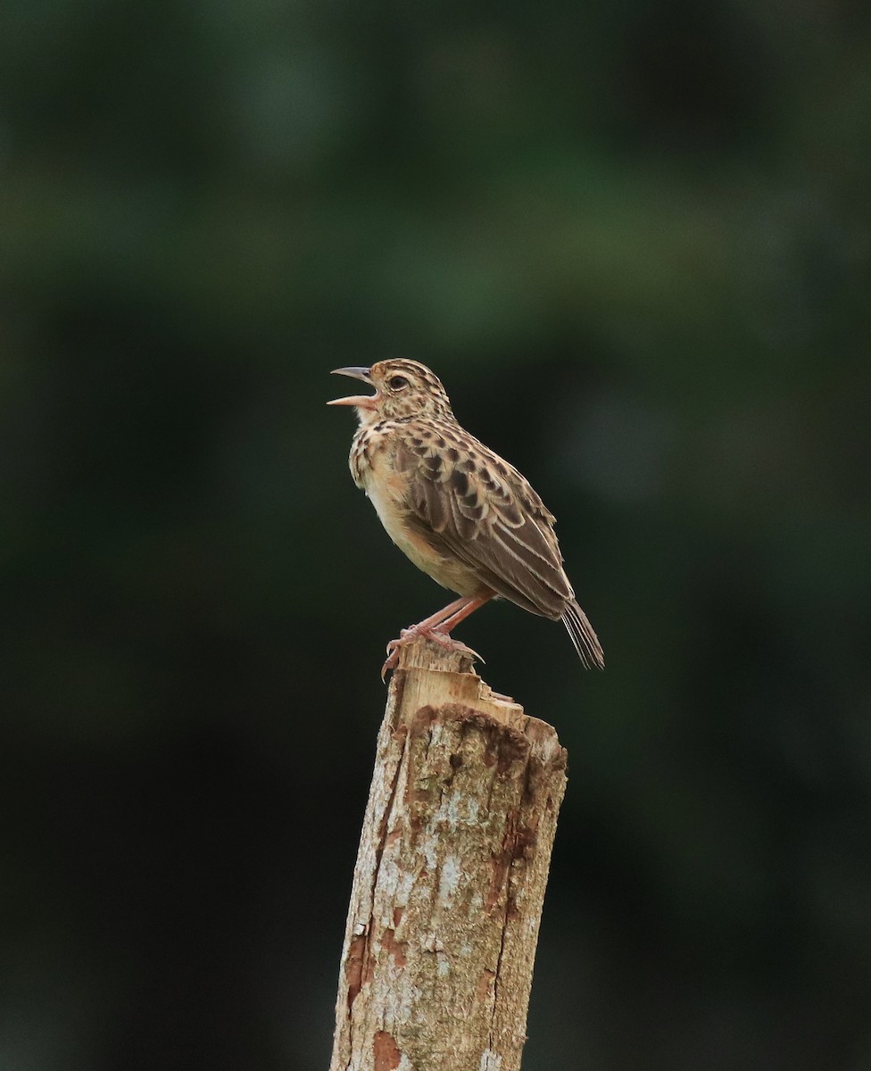 ジャードンヤブヒバリ - ML646338566