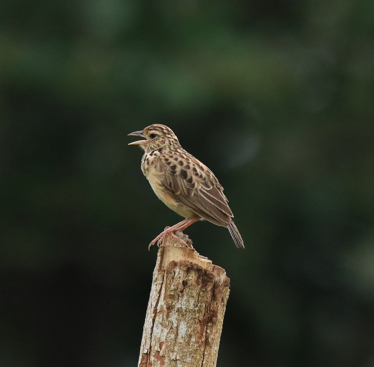 ジャードンヤブヒバリ - ML646338567