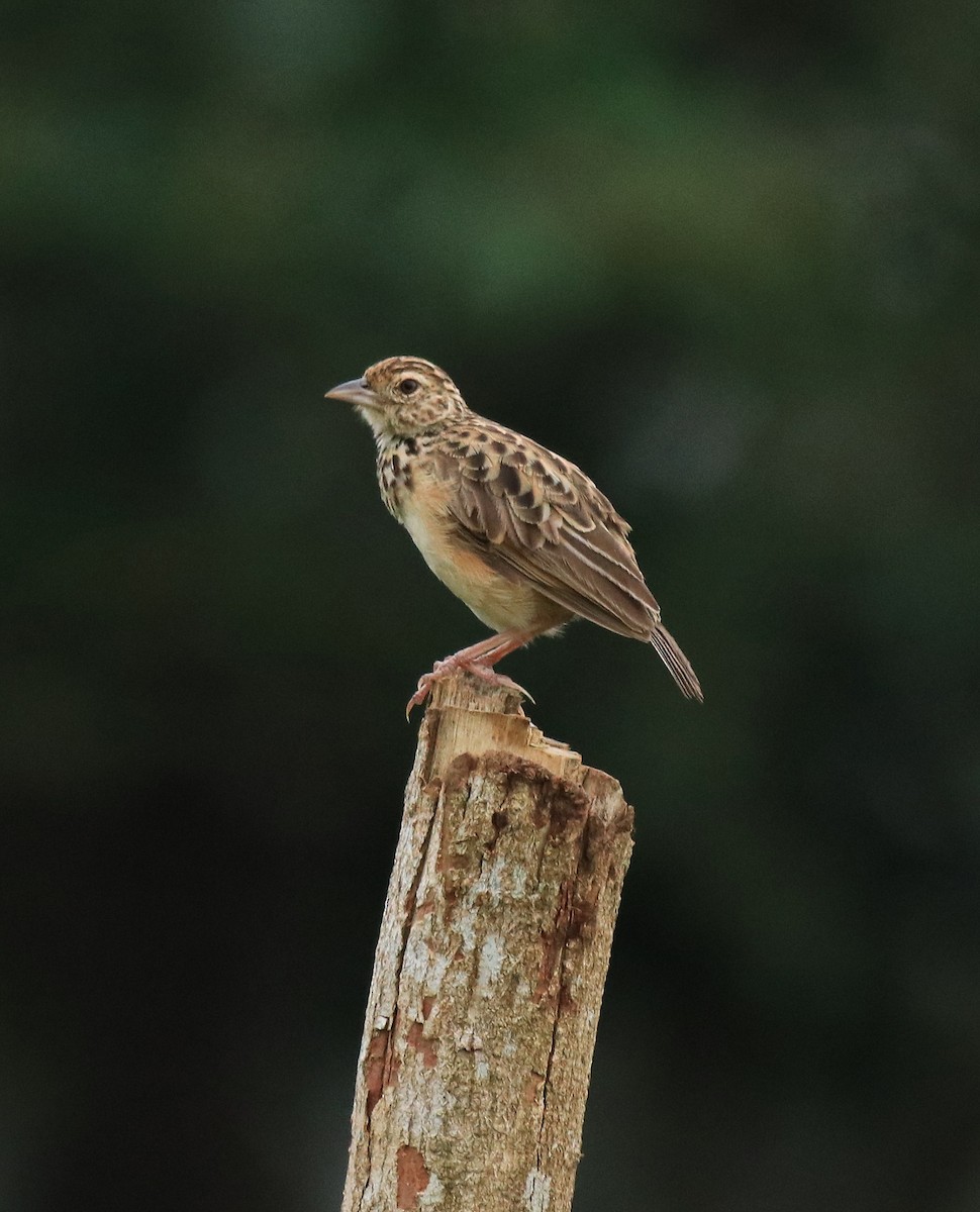 ジャードンヤブヒバリ - ML646338568