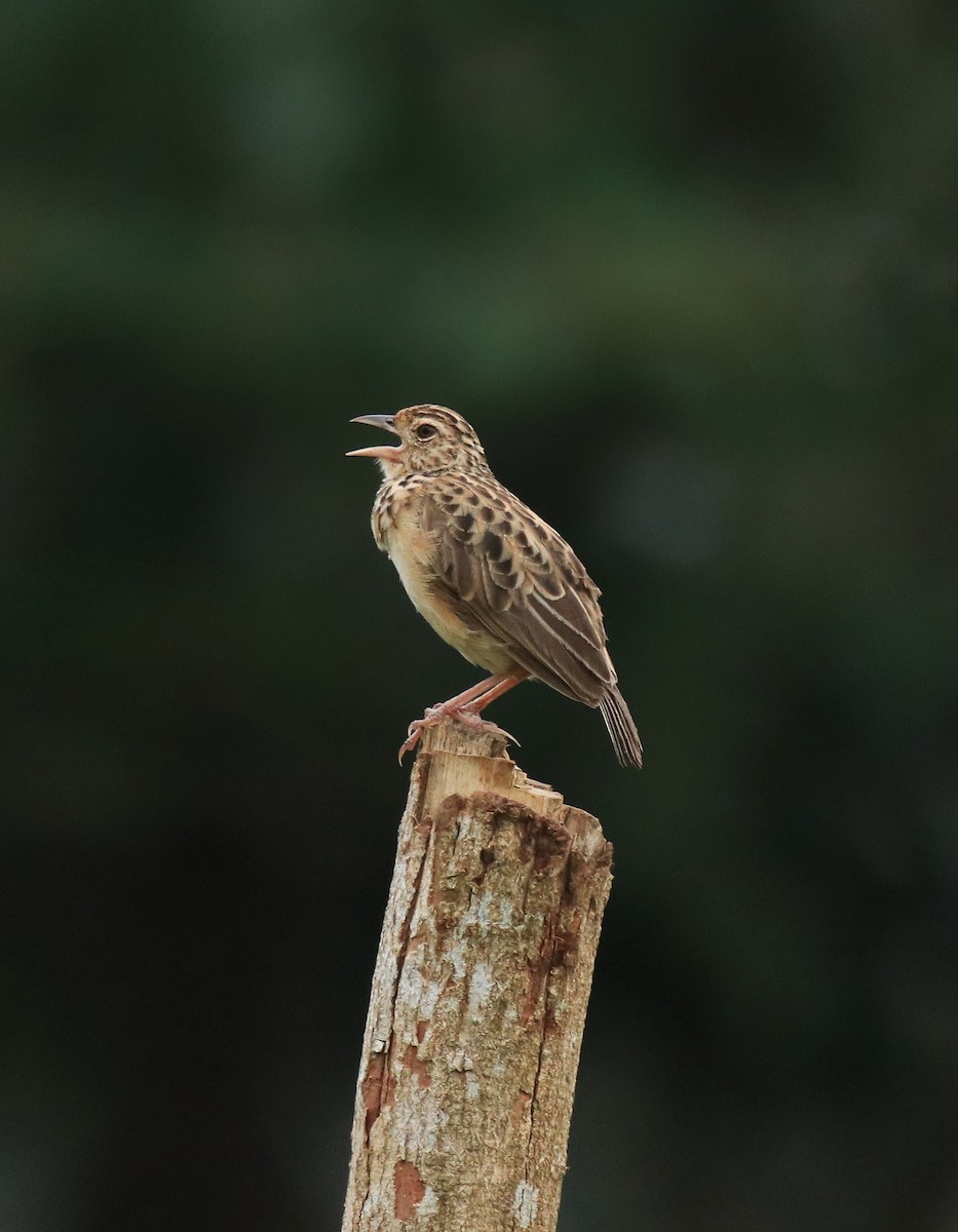 ジャードンヤブヒバリ - ML646338569