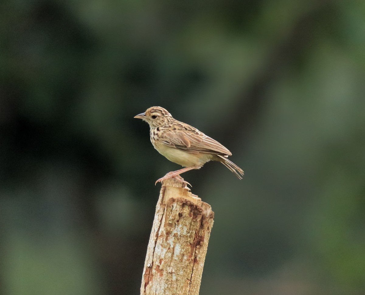 ジャードンヤブヒバリ - ML646338570