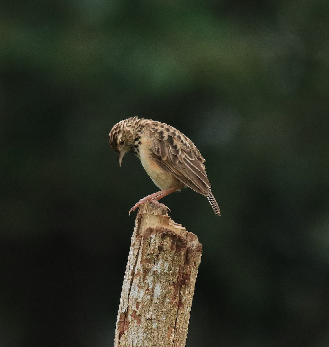 ジャードンヤブヒバリ - ML646338571