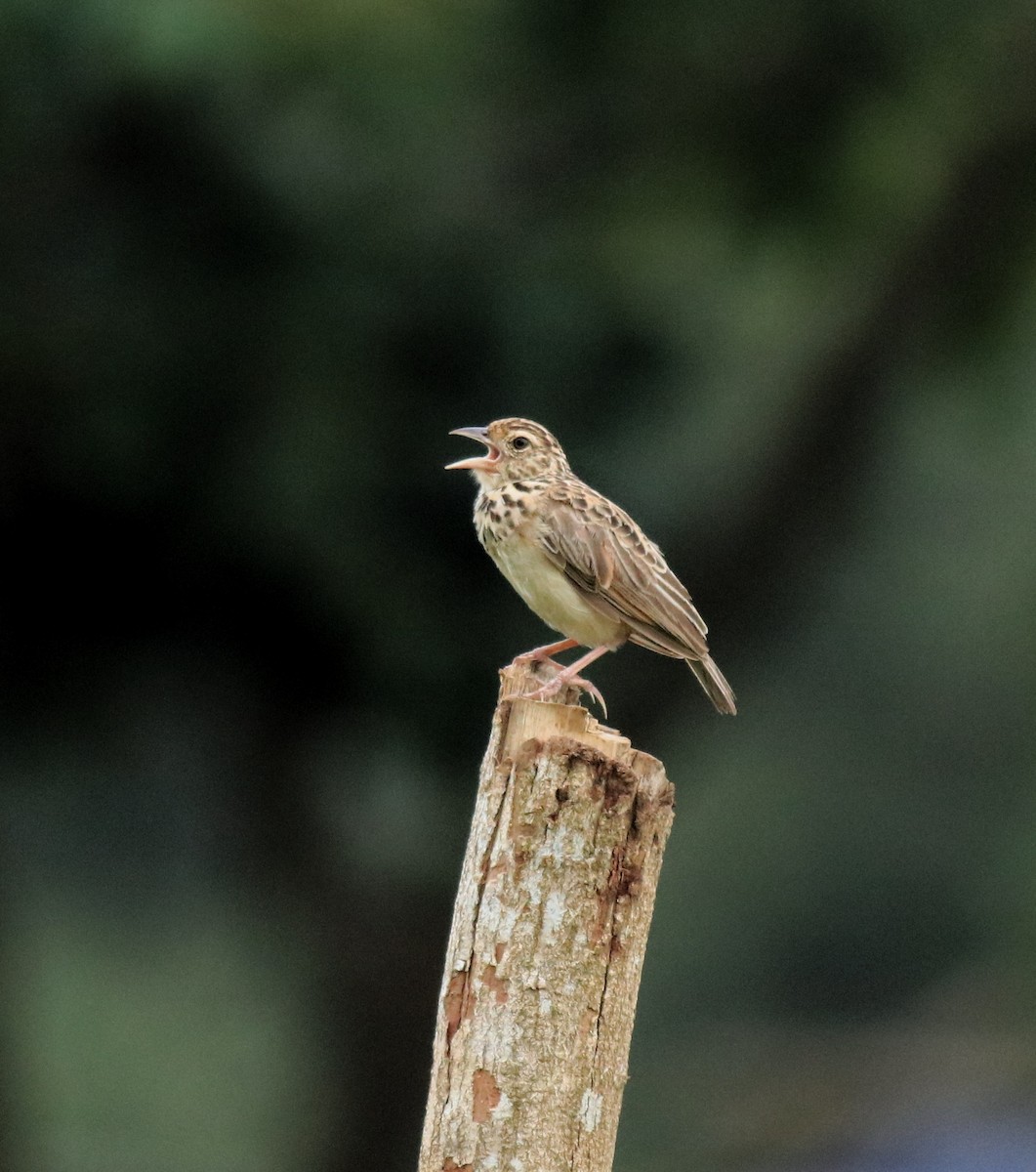 ジャードンヤブヒバリ - ML646338572