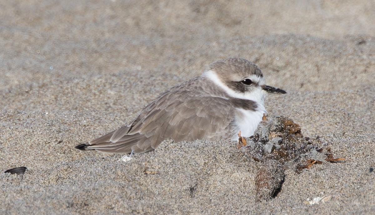 Snowy Plover - ML646338573