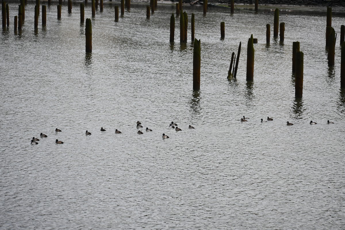 Greater/Lesser Scaup - ML646338576