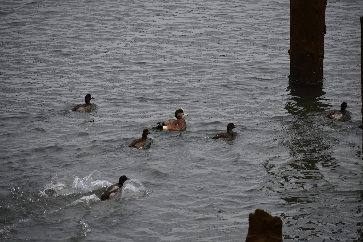 American Wigeon - ML646338578