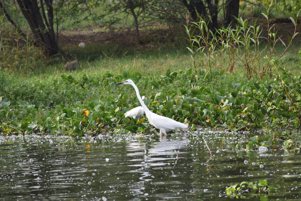 Great Egret - ML646338579