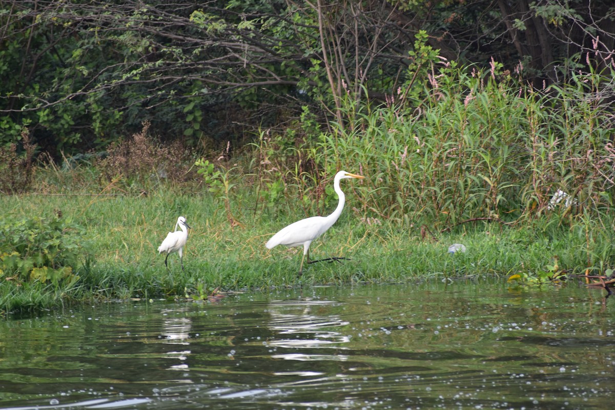 ダイサギ - ML646338580