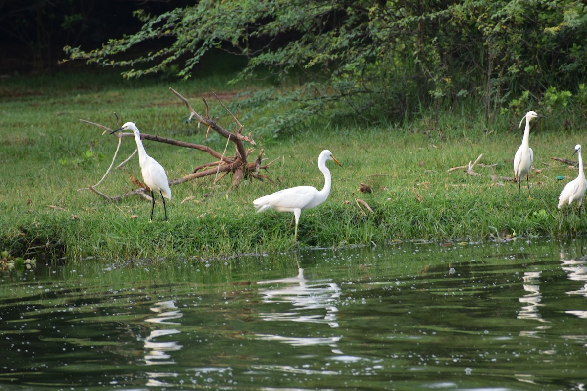 ダイサギ - ML646338581