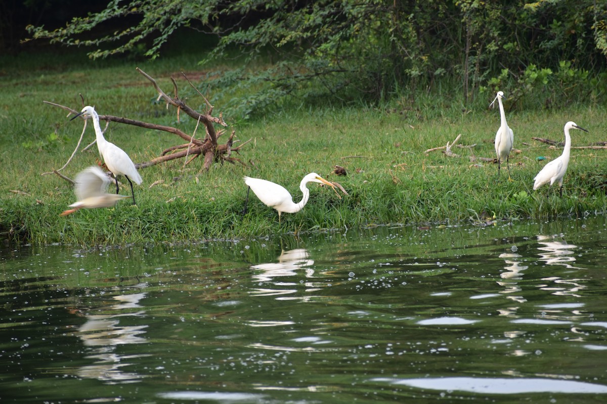 ダイサギ - ML646338582