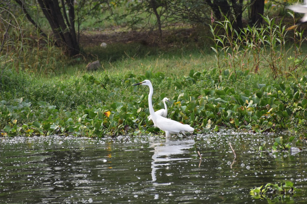 Great Egret - ML646338583