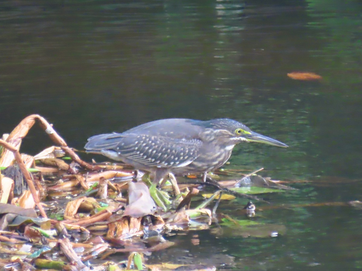Black-crowned Night Heron - ML646338585