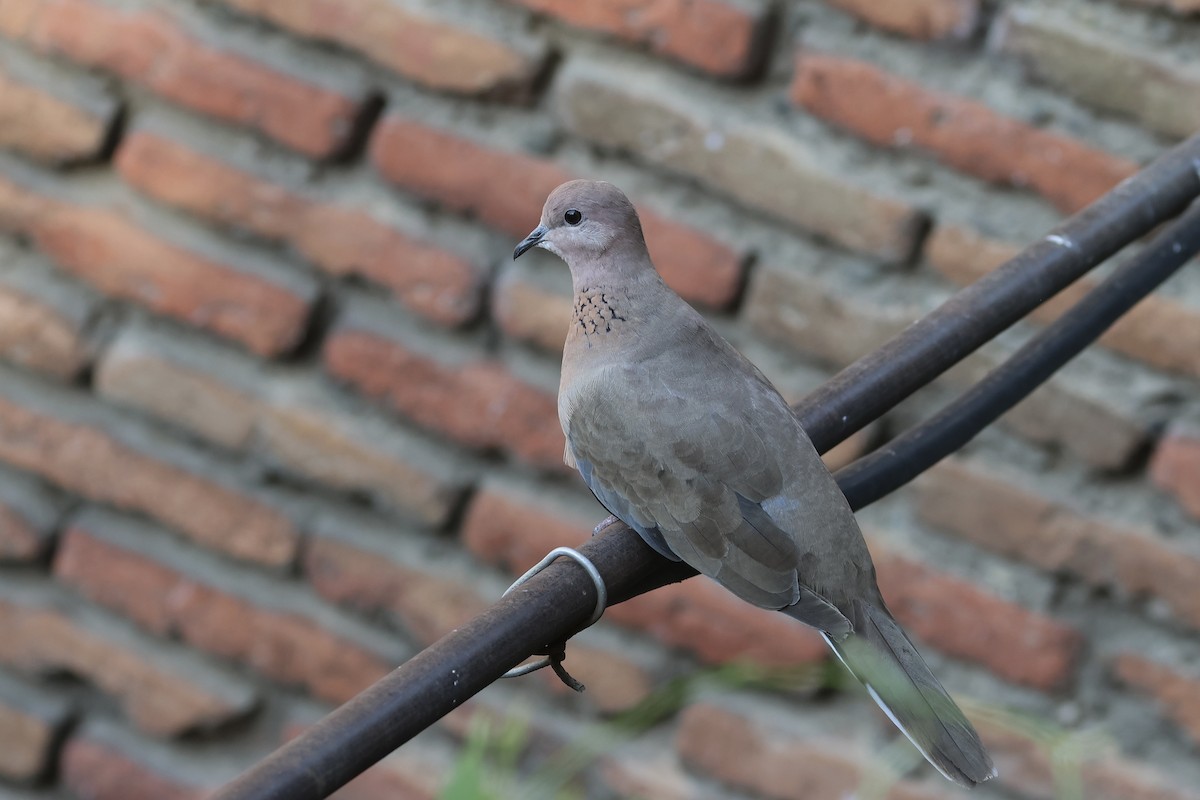 ワライバト - ML646338587