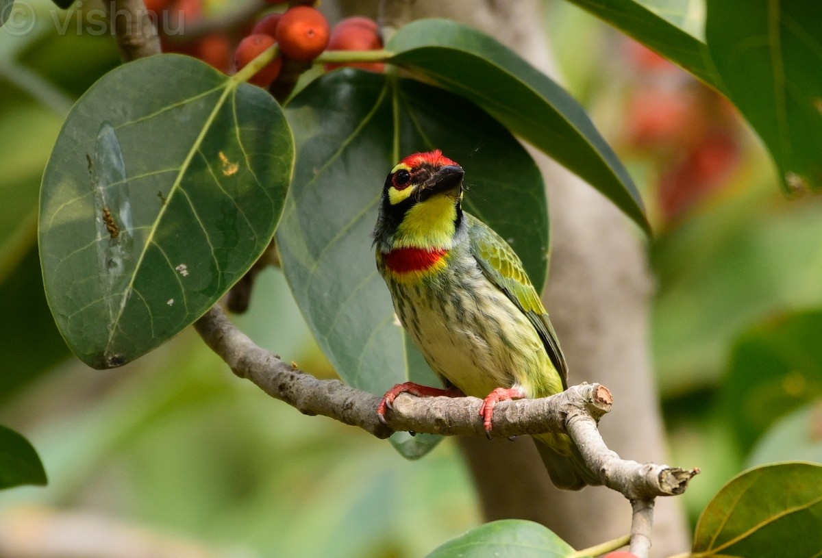 ムネアカゴシキドリ - ML646338588