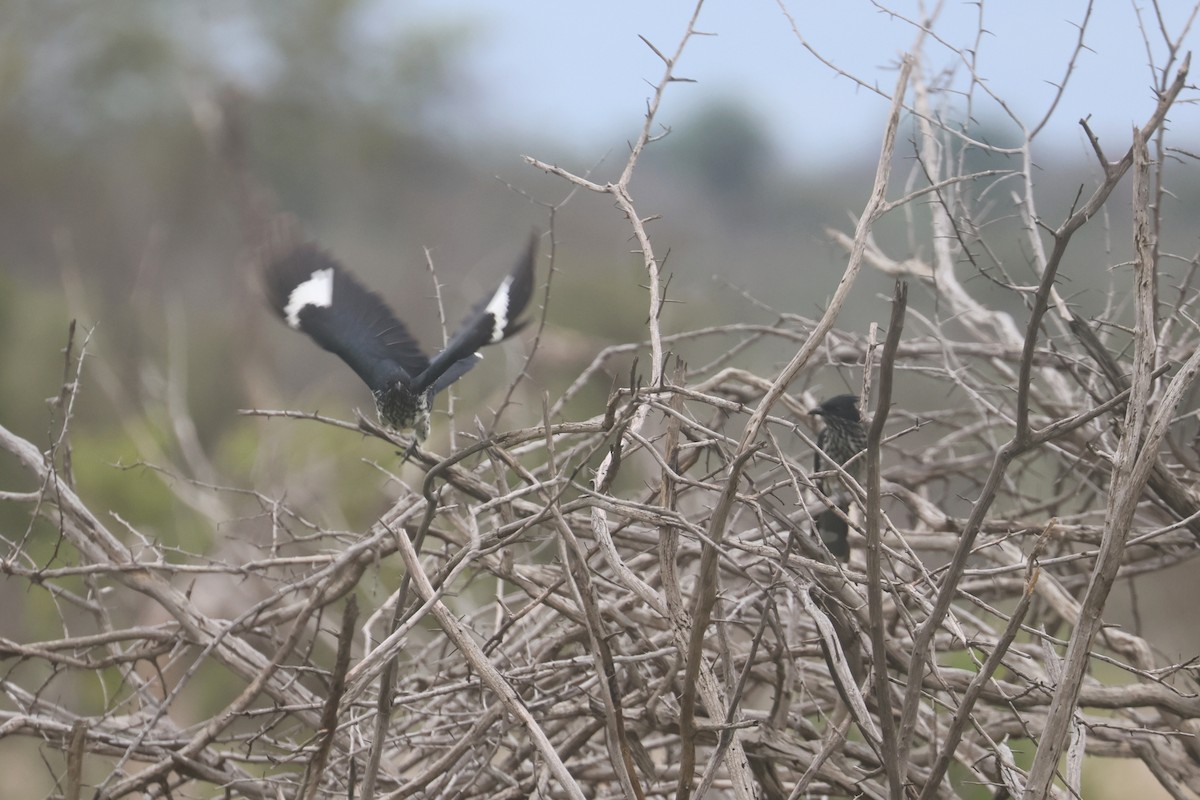 ムナフカンムリカッコウ - ML646338590