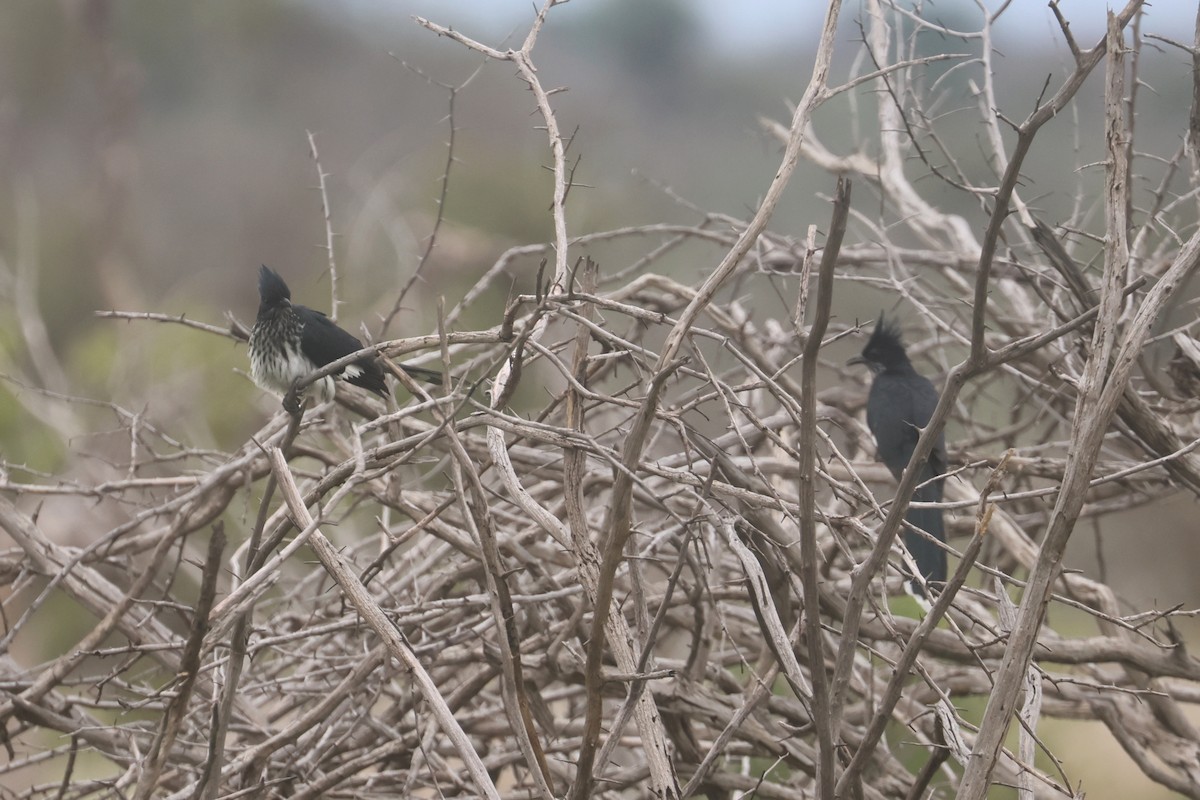 ムナフカンムリカッコウ - ML646338591