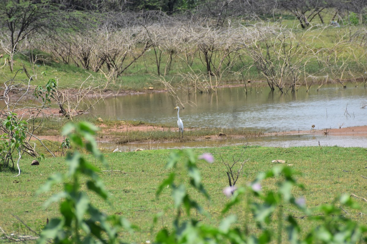 ダイサギ - ML646338592