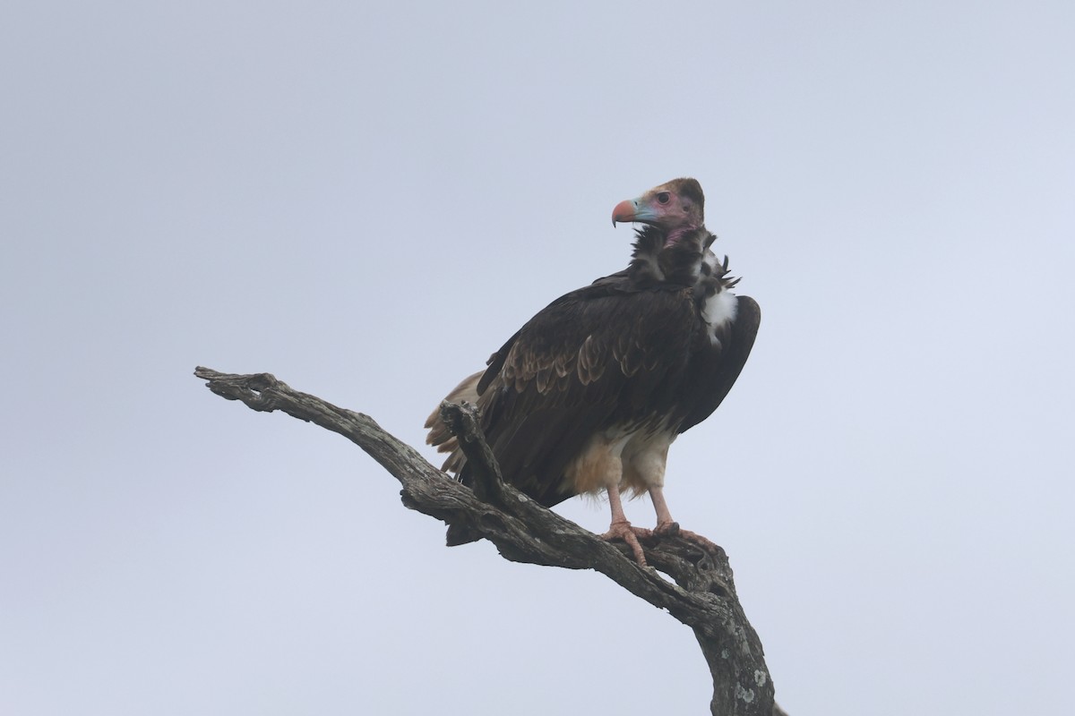 カオジロハゲワシ - ML646338593