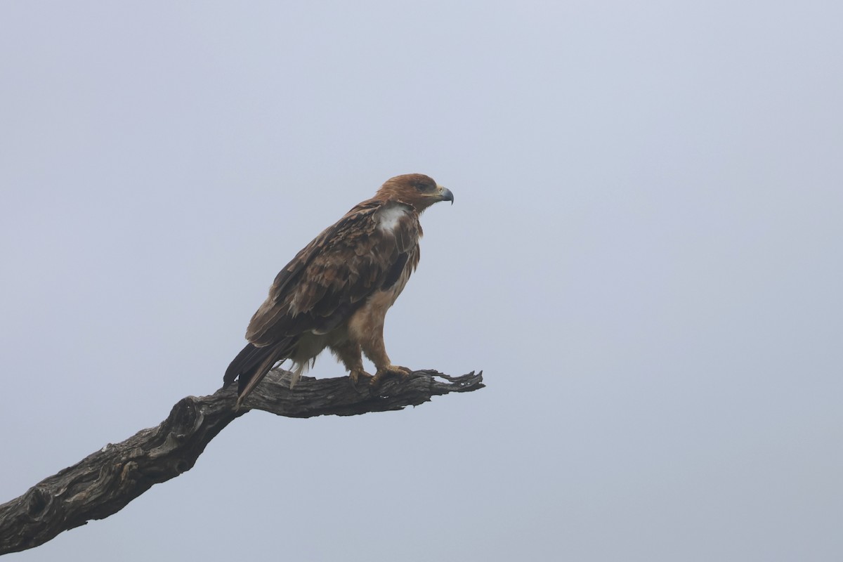 アフリカソウゲンワシ - ML646338594