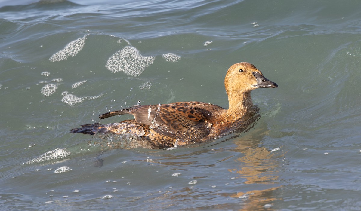 ケワタガモ - ML646338595