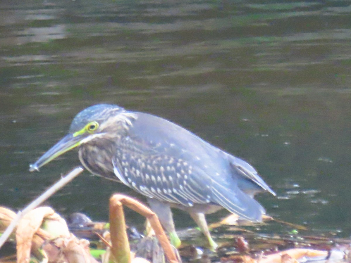 ゴイサギ - ML646338597