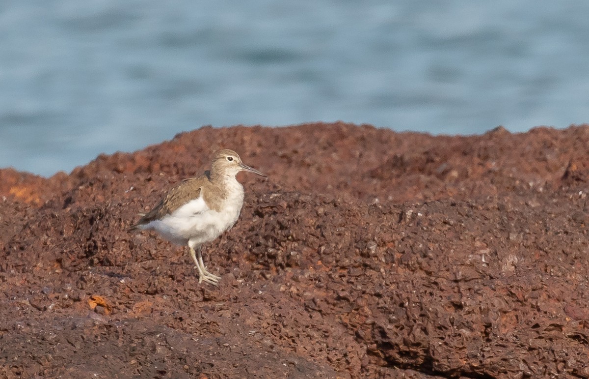 イソシギ - ML646338598