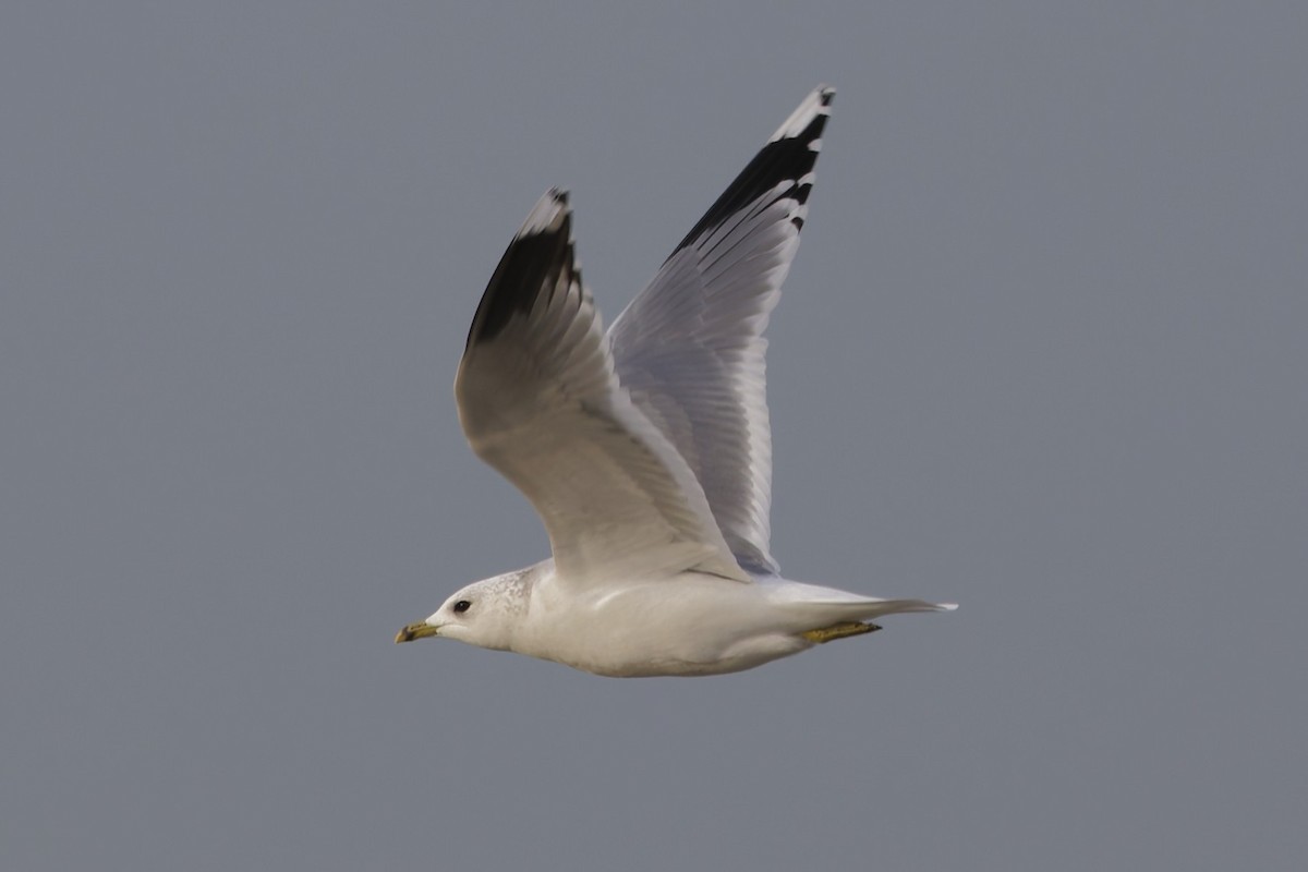 カモメ - ML646338599