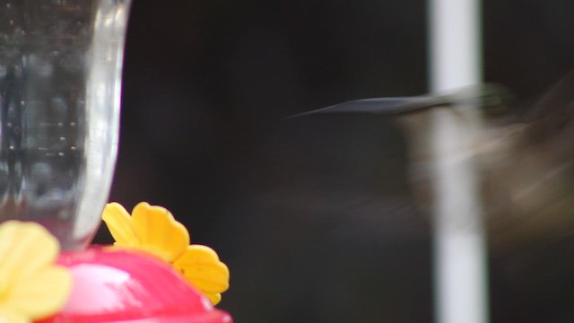 Колібрі рубіновогорлий - ML646338602