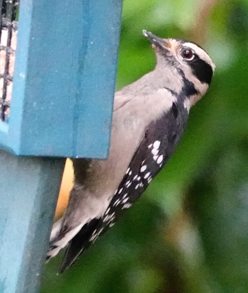 Дятел пухнастий - ML646338603