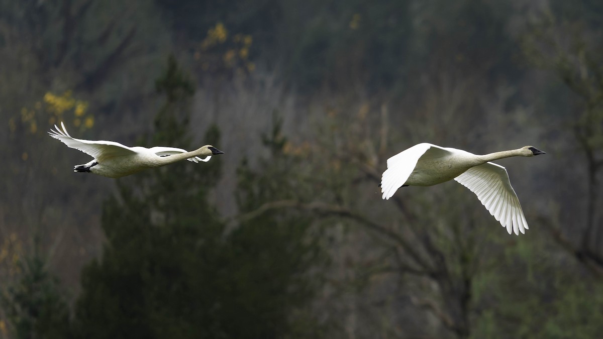 Лебідь-трубач - ML646338605