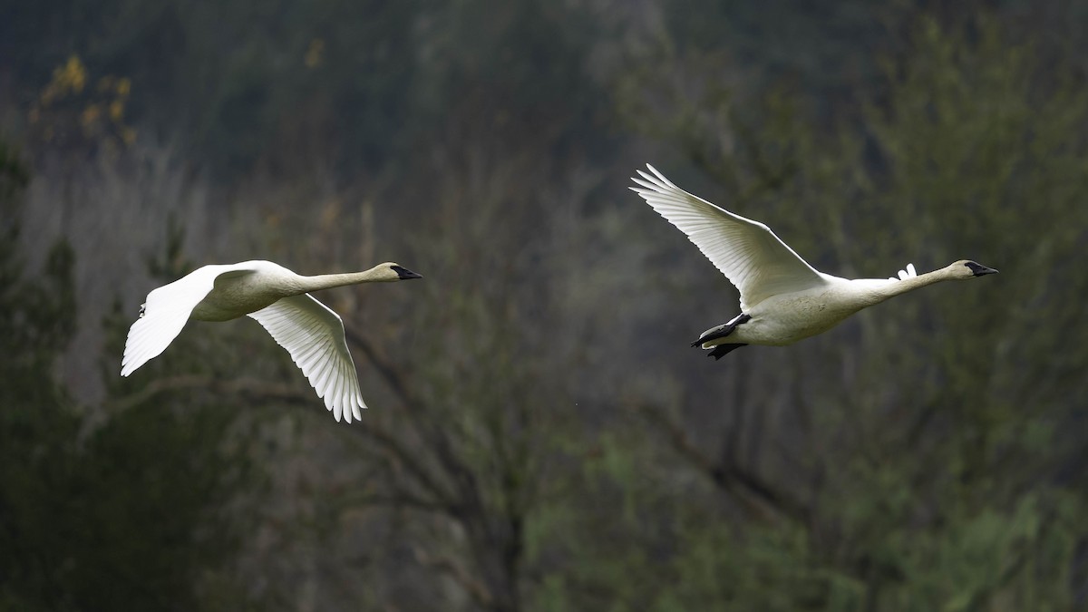 Лебідь-трубач - ML646338606