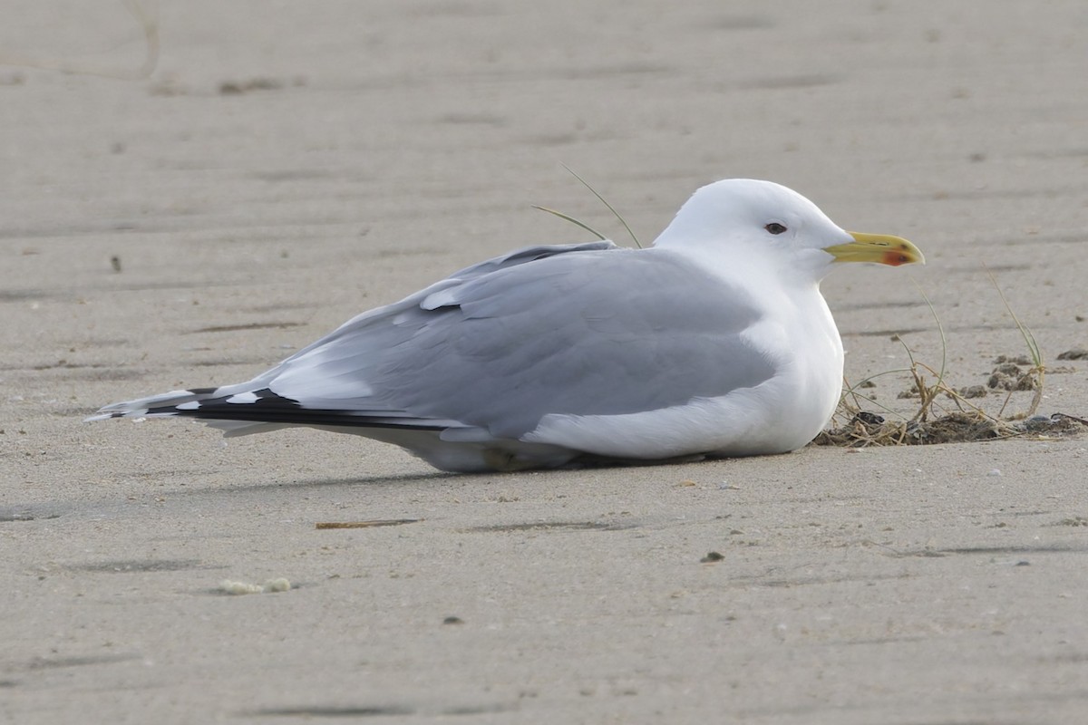 Мартин жовтоногий - ML646338608