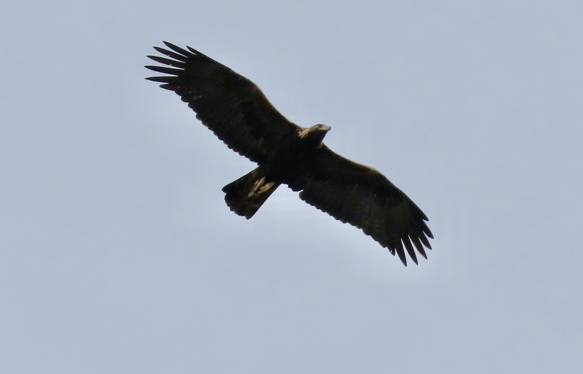 Беркут - ML646338609