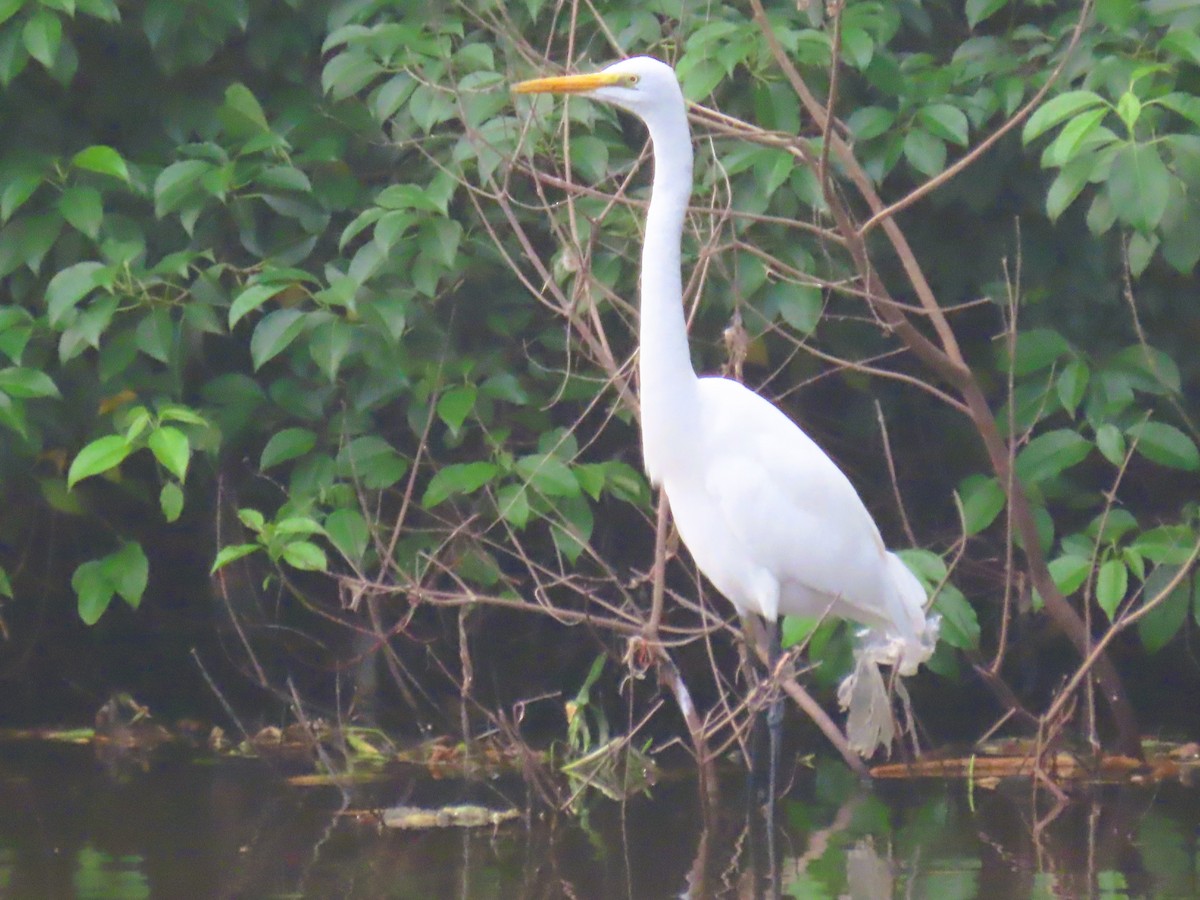 Чапля середня - ML646338611
