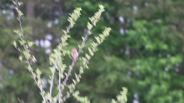 Карнатка польова - ML646338612