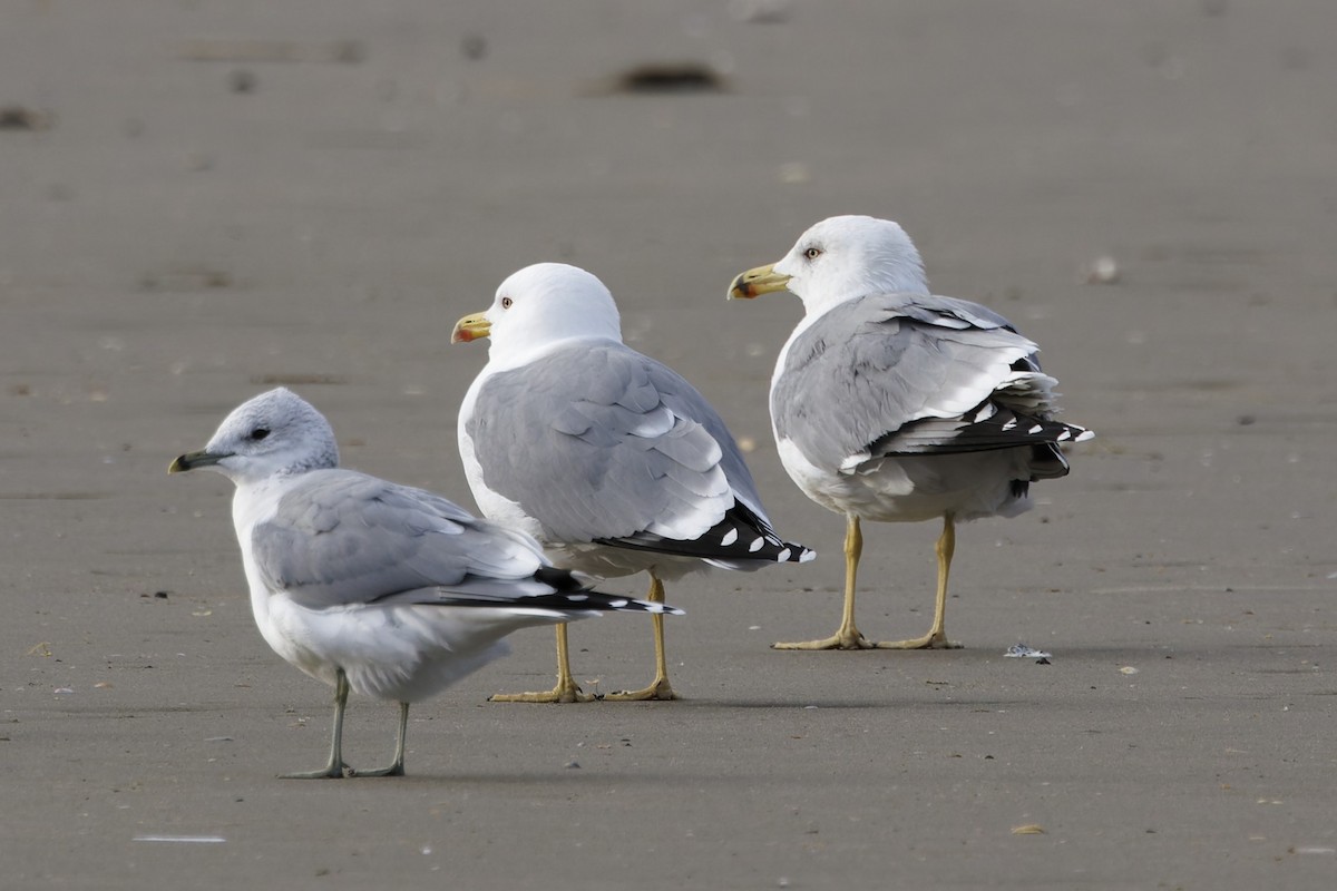 Yellow-legged Gull - ML646338613