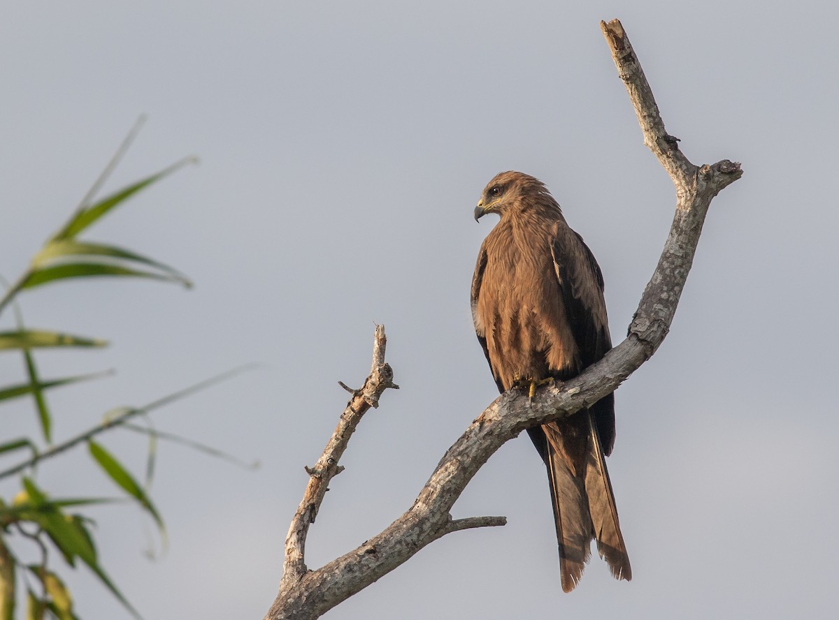 Black Kite (Black) - ML646338617