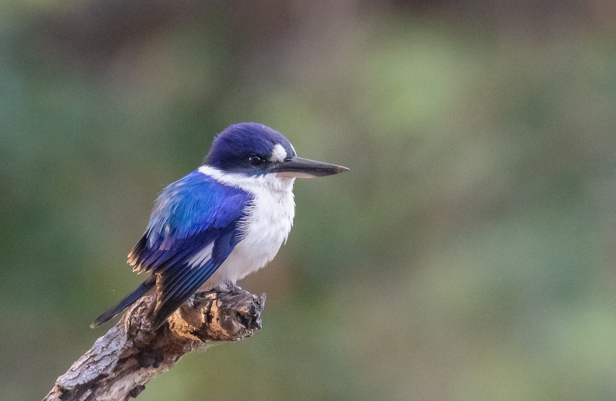 Forest Kingfisher - ML646338618